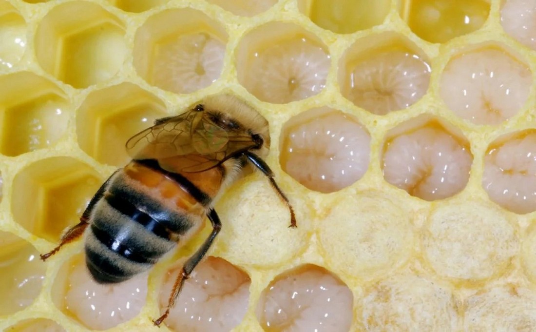 Маточное молочко - лекарственные свойства прямо от пчел