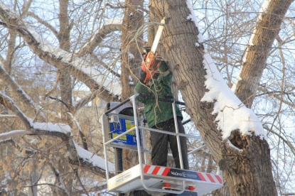 В сквере Героев Донбасса снесут аварийные деревья и обрежут черемуху