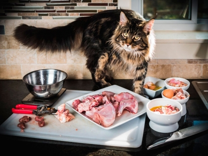 10 продуктов, которые нельзя давать кошкам: проверьте, правильно ли питаются ваши любимцы.