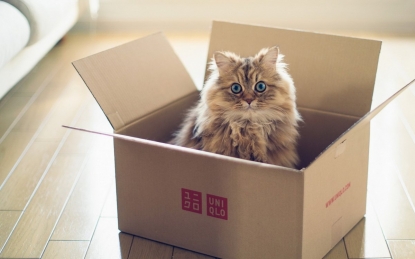 Почему кошки любят забираться в шкафы и ящики