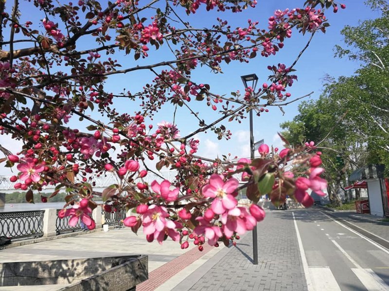 Скандальные розовые яблони «Рудольф» научились адаптировать для сибирского климата