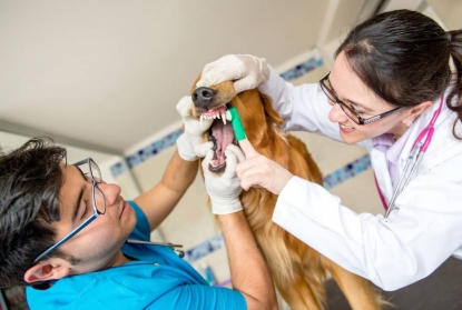Почему нужно регулярно водить собаку к стоматологу