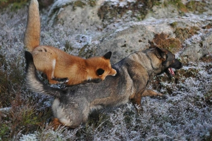 Бешеная лиса забежала в новосибирское село