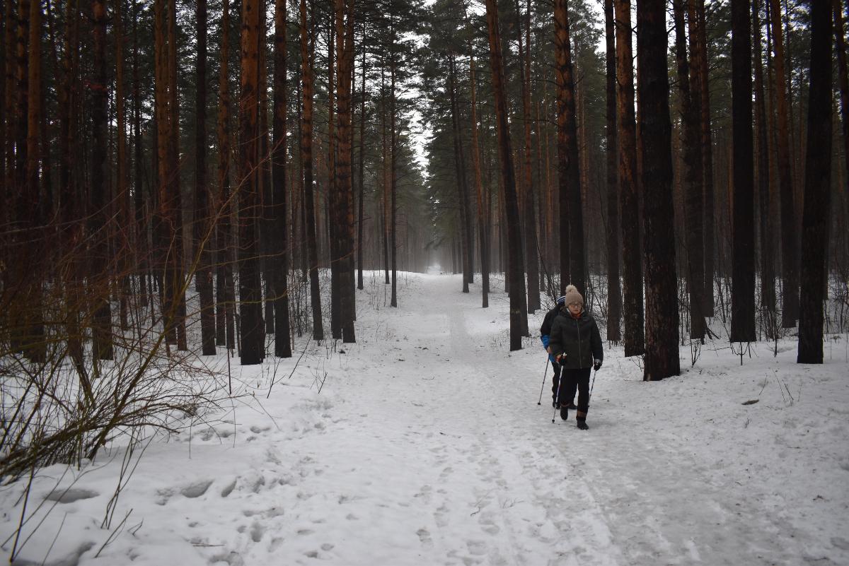 70 квадратных метров на человека: в Новосибирске посчитали леса