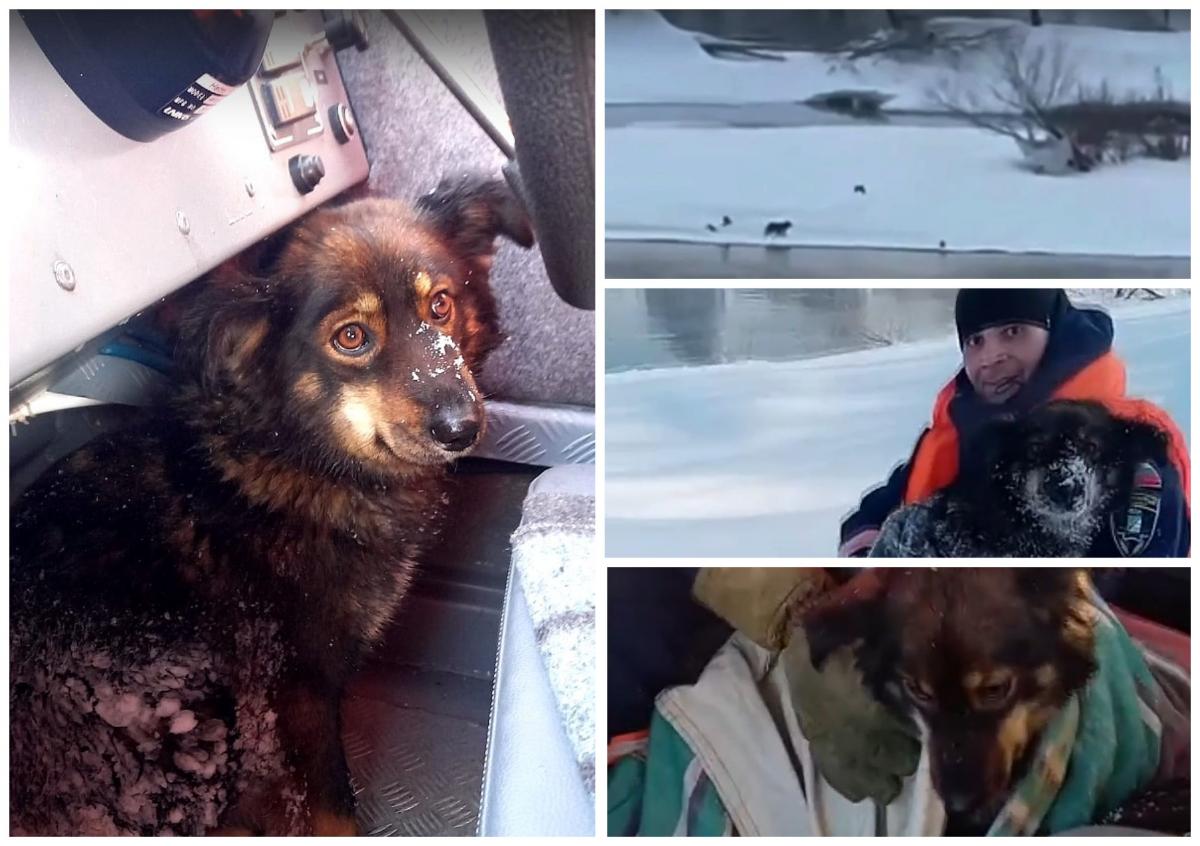 Спасатели вывезли замерзшую собаку с необитаемого острова (ВИДЕО)