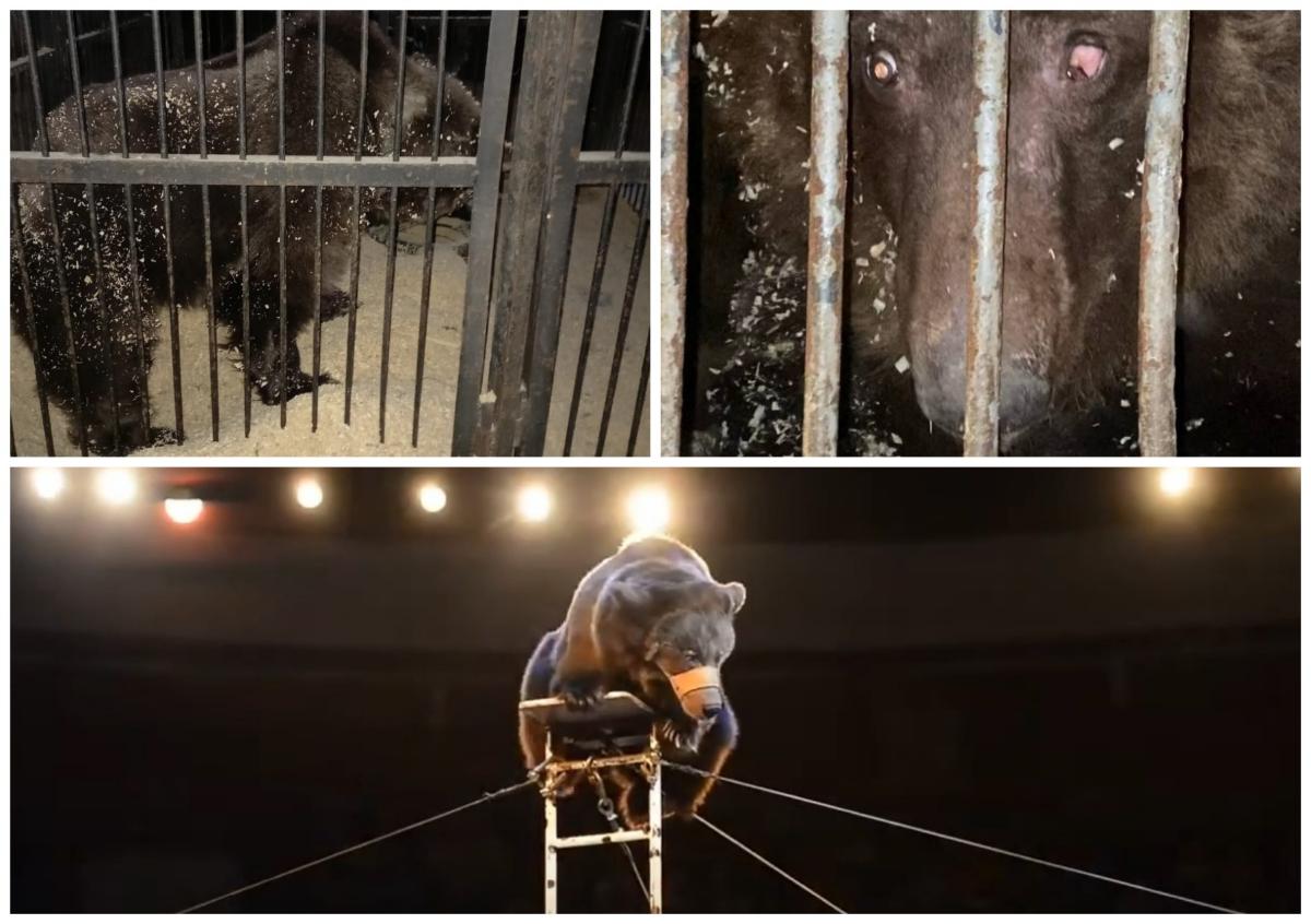 Пятеро цирковых медведей погибают от голода под Новосибирском