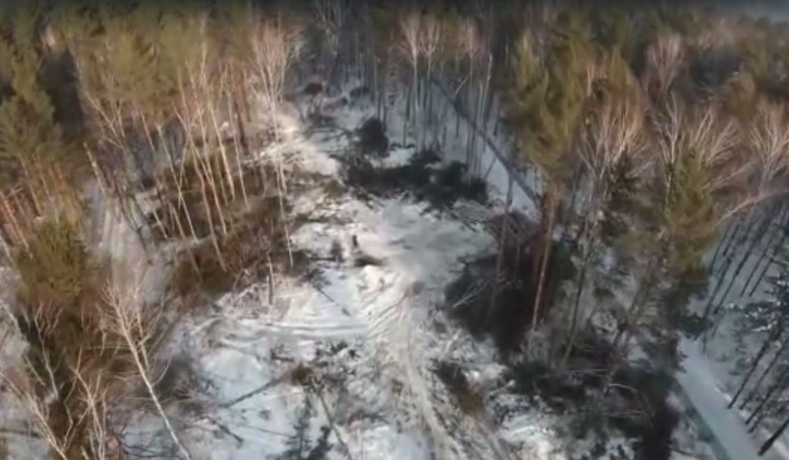 Лес в Нижней Ельцовке продолжили рубить – местные жители обратились к федеральным властям