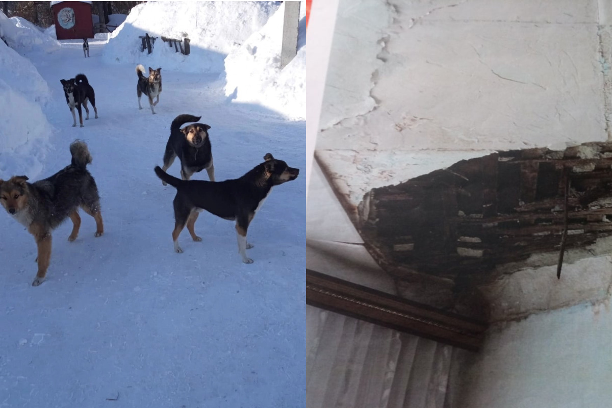 Бастрыкин потребовал доклад о 50 агрессивных собаках, терроризирующих новосибирцев 
