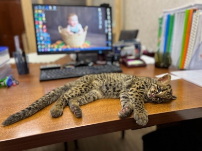 Первый в истории российских зоопарков мраморный котенок родился в Новосибирске