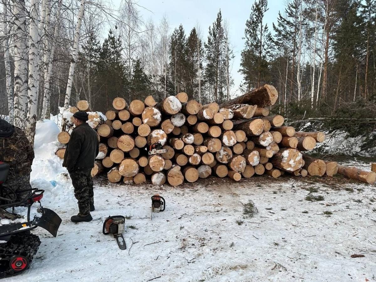 Мэр запретил рубить лес в Нижней Ельцовке, но забыл сказать об этом застройщику