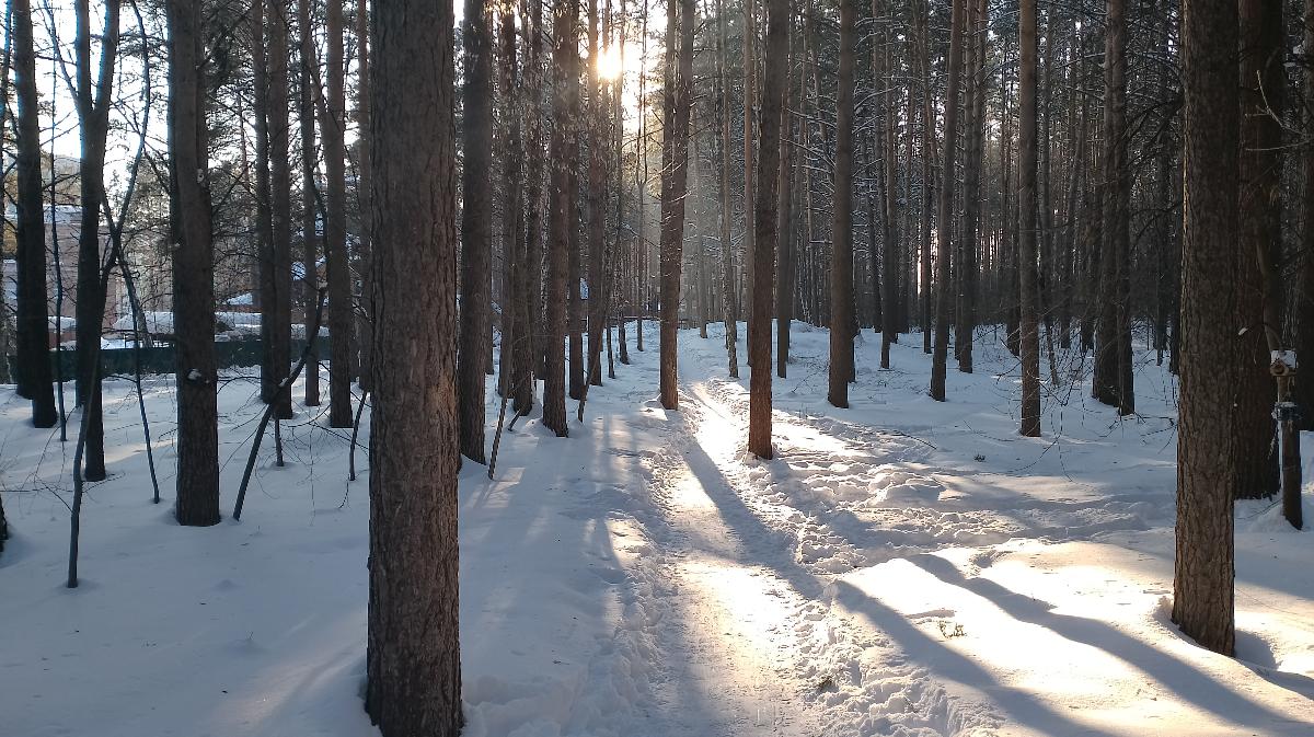Обнародовано письмо с отзывом разрешения на вырубку леса в Нижней Ельцовке – застройщик отрицал его существование