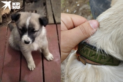 Новосибирец забрал домой спасенного в зоне СВО щенка