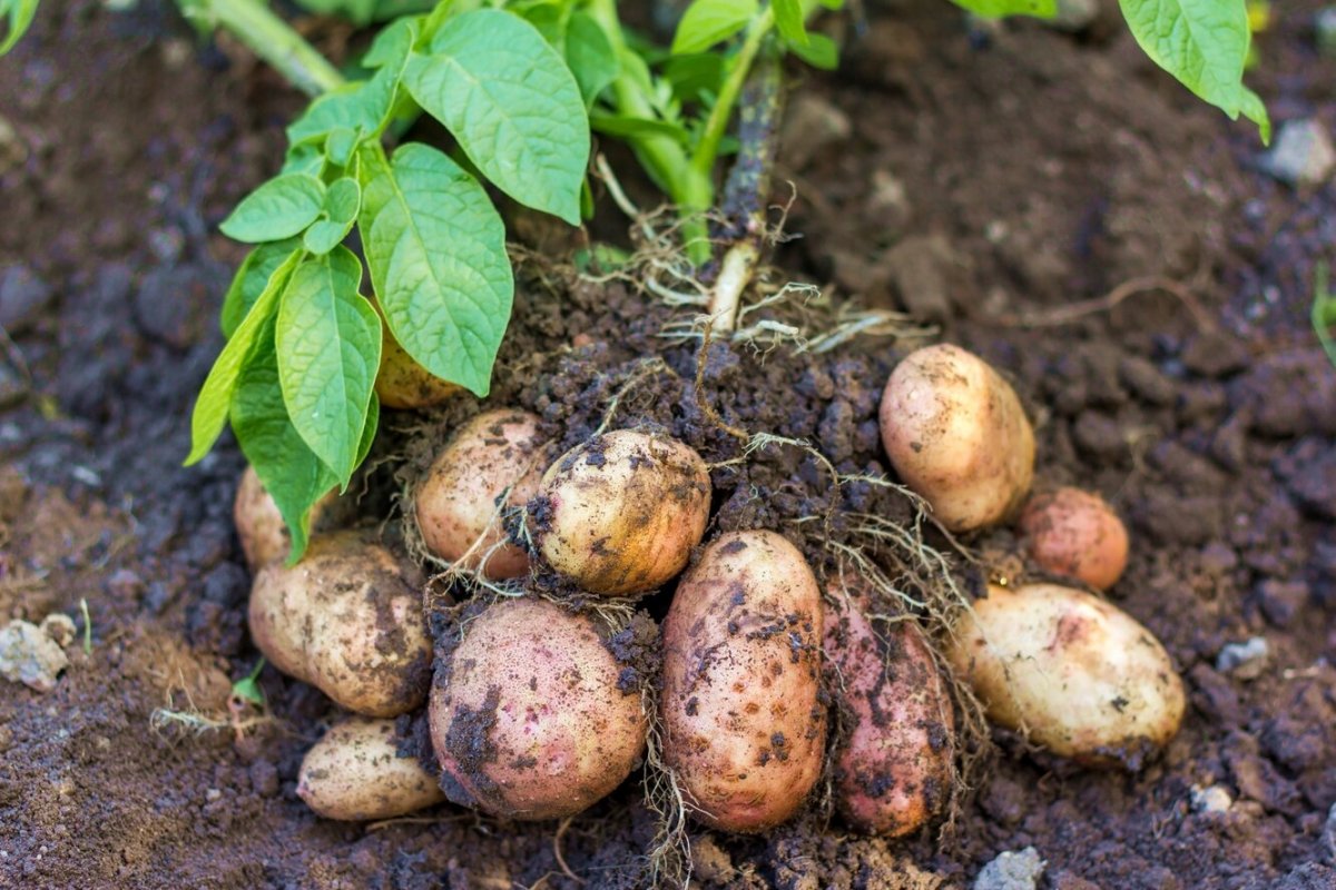 Самые лучшие сорта картофеля для посадки