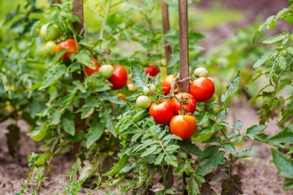 Выращивание томатов быстро и легко: советы опытных садоводов помогут