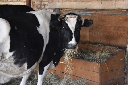 Чья бы корова мычала: алтайский собственник возложил вину за сотни трупов на работников фермы