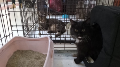 Трех котов и кошечку пристроили на акции «День Хвоста» – еще десять животных ждут новых хозяев