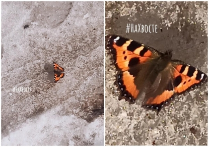 Первая бабочка проснулась в Новосибирске – ее дни сочтены