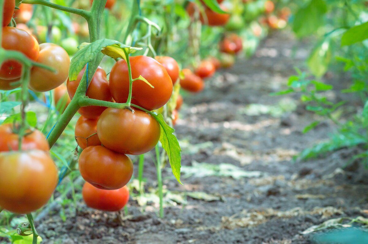 Сколько кустов помидоров нужно посадить, чтобы хватило на год