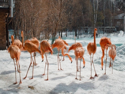 Фламинго выпустили из павильонов в Новосибирском зоопарке