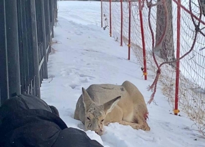 В Новосибирске скончалась косуля, которую искусали бродячие собаки