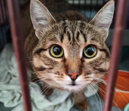 Из тюрьмы в приют: кошке бывшего зэка ищут дом – хозяин продержался на воле год