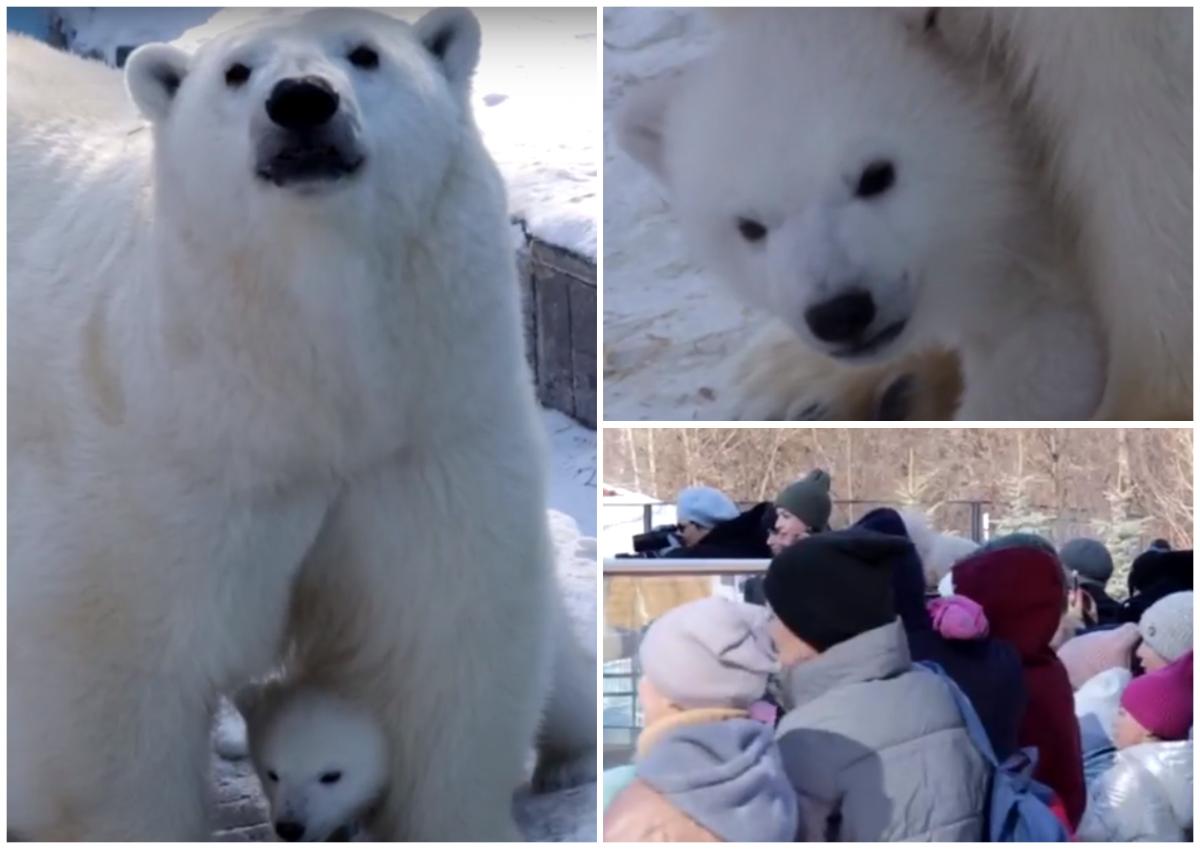 Посетителей зоопарка стали пускать к вольеру белой медведицы Герды