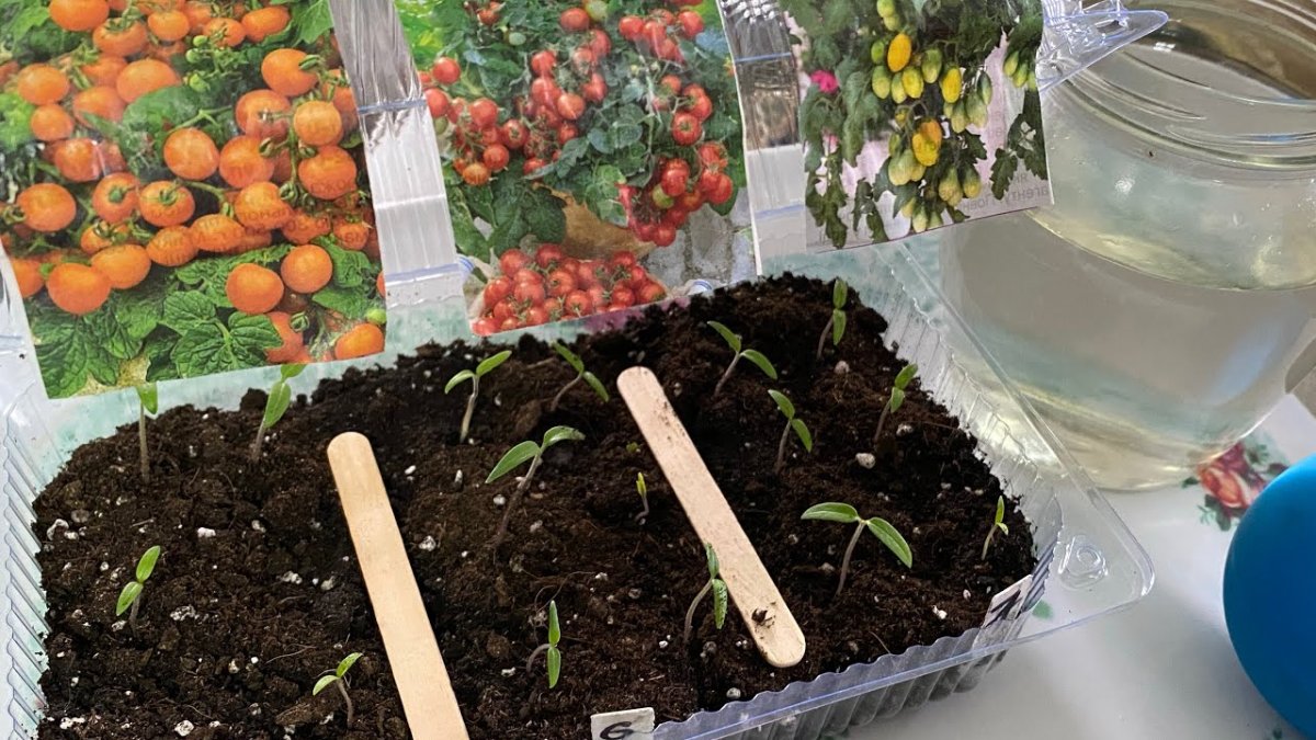 Апрельские посевы томатов: как получить крепкую и здоровую рассаду