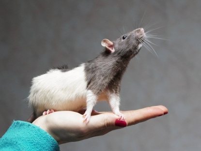 К чему снятся крысы: толкование по сонникам Ванги, Фрейда и другим