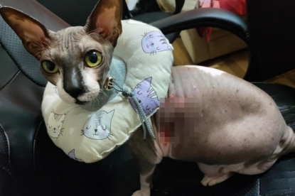 Сфинкс получил ожоги после удаления зубов – хозяйка винит ветеринаров
