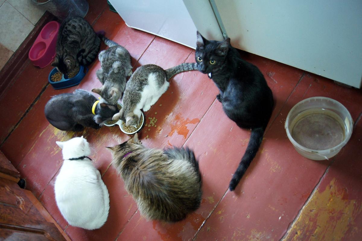 Три кошки на 12 квадратов: в Новосибирске раскритиковали новые правила содержания животных