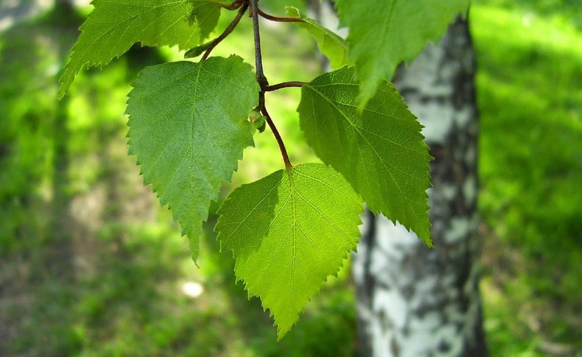 Березовые листья - эликсир вашего здоровья 