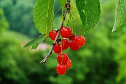 Лечебные свойства веток вишни 