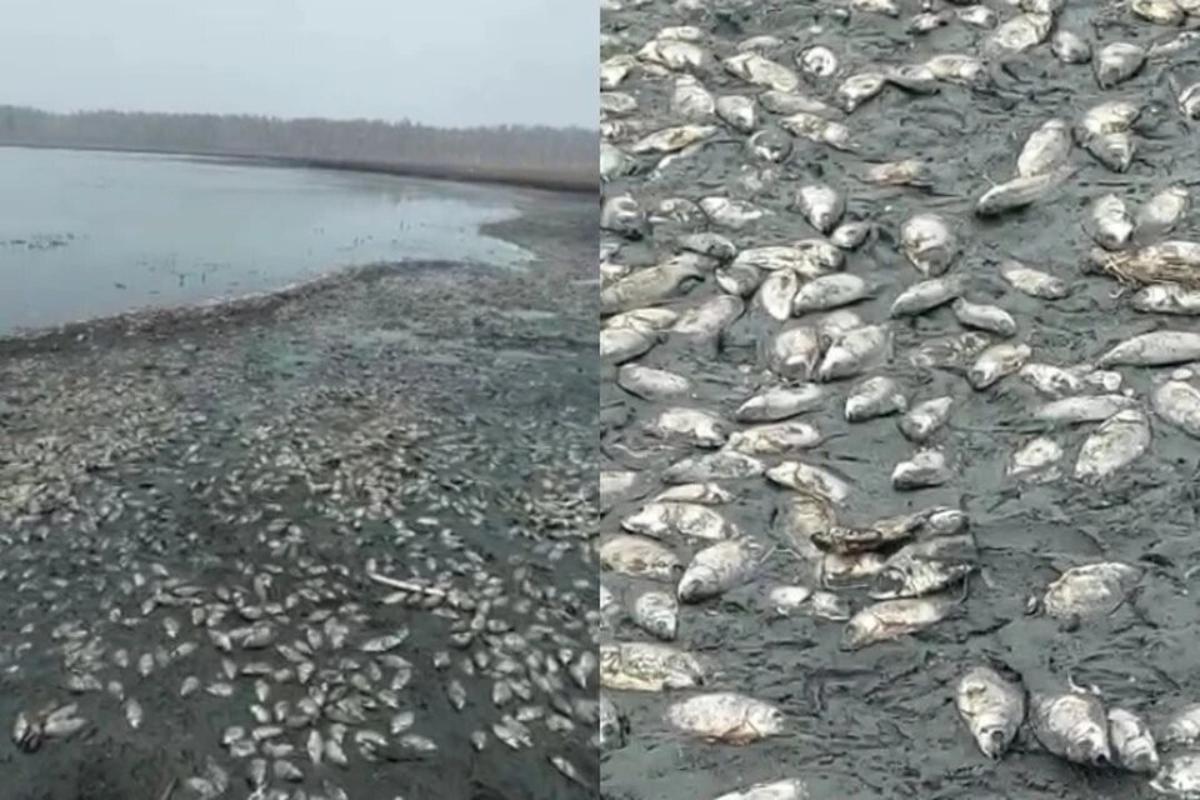 живая рыба в мертвом море