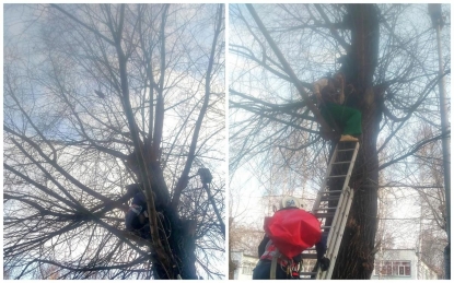 Полезшую на дерево за котом девушку пришлось выручать спасателям
