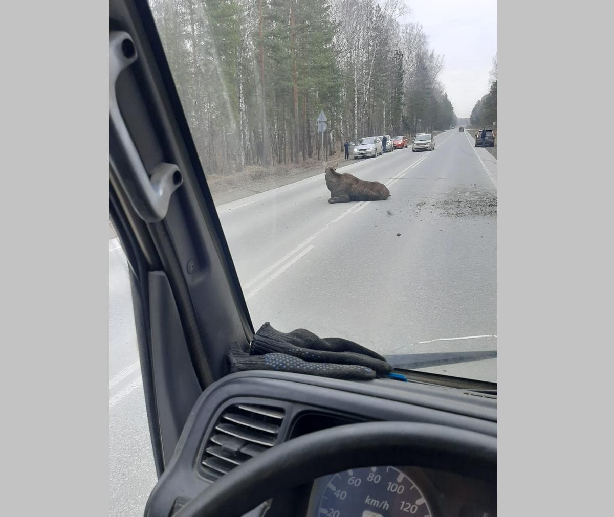 Лося насмерть сбили на трассе под Новосибирском
