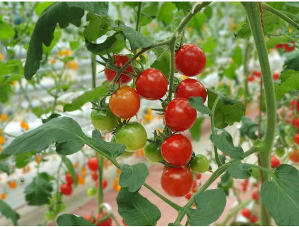 Огород на подоконнике: выращиваем дома помидоры черри