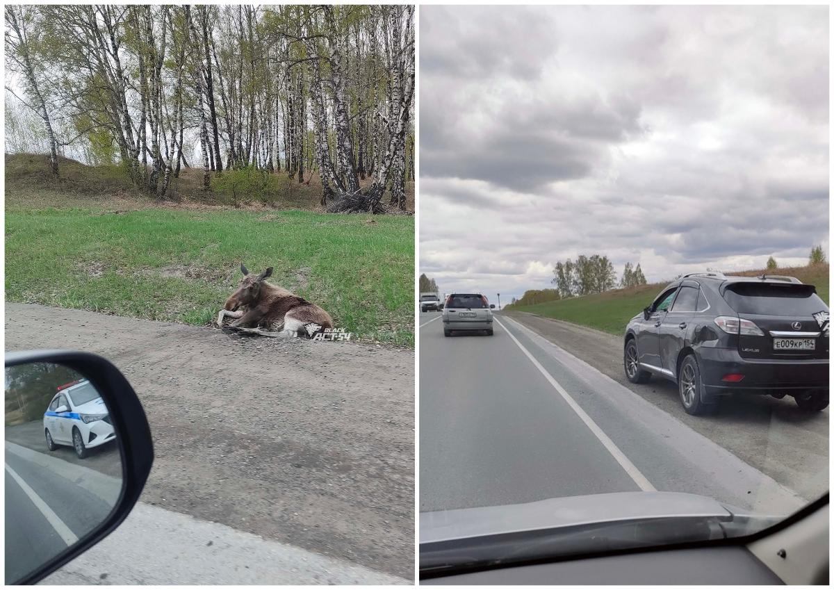 Лосенок погиб после ДТП с Lexus в Новосибирской области