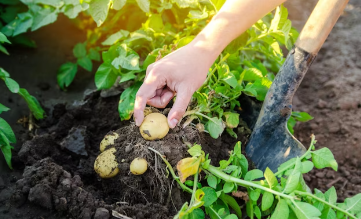 Ошибки в выращивании картофеля, которые лишают вас урожая