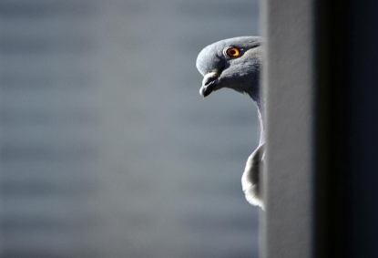 Неизвестный месяцами расстреливает голубей во дворе многоэтажки