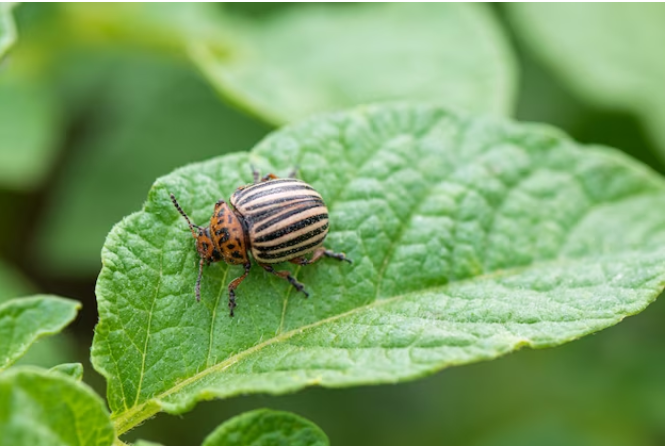 Колорадский жук, уходи: народные способы, которые помогут избавиться от полосатого вредителя