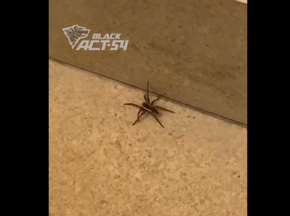 Большой краснокнижный паук напугал посетителей банка в Новосибирске