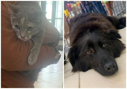 Новосибирцы выносят кошек из торгового центра и выводят собак: что там происходит?