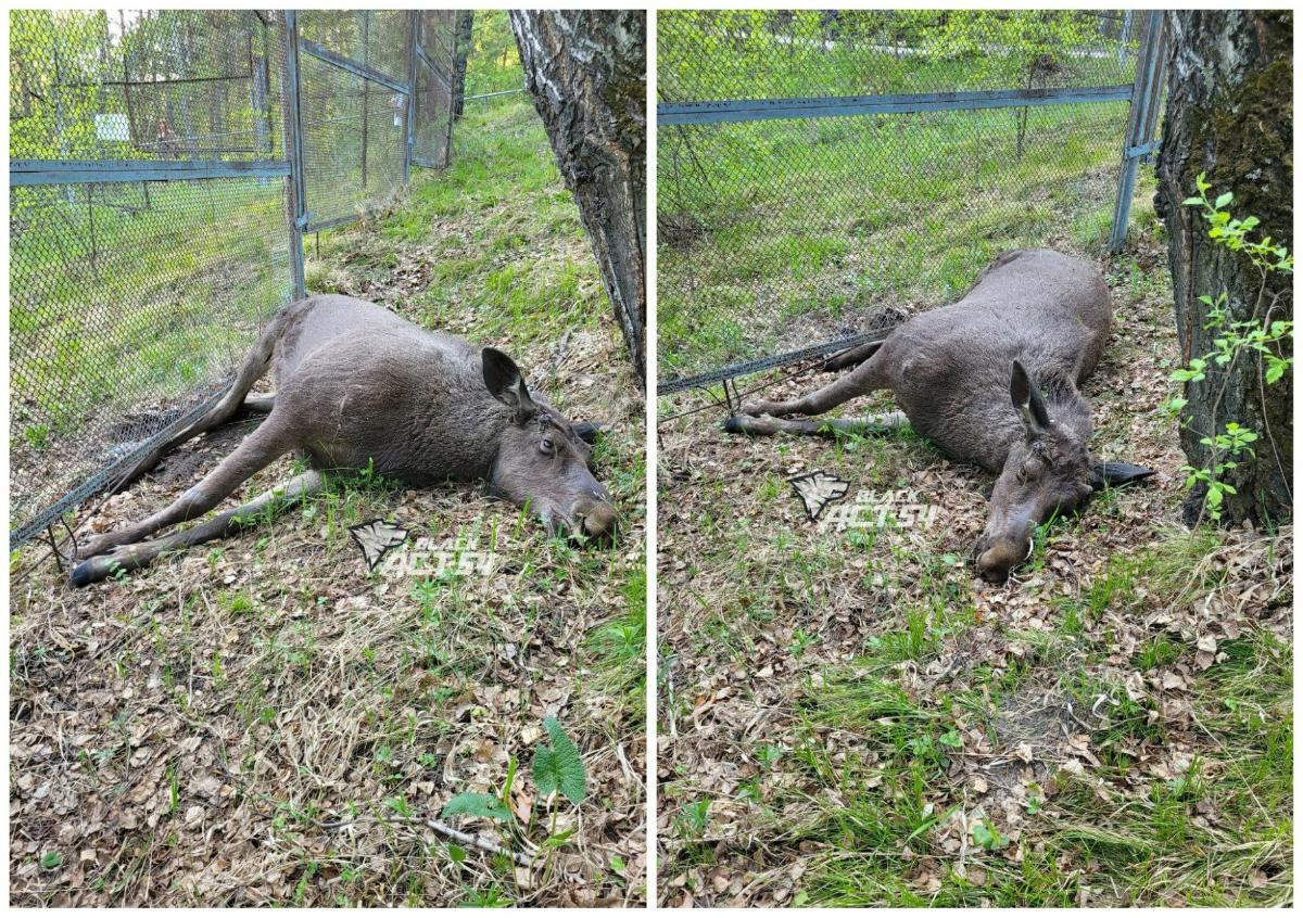 «Запах гниения начинает набирать обороты»: мертвого лося нашли около ботсада в Академгородке