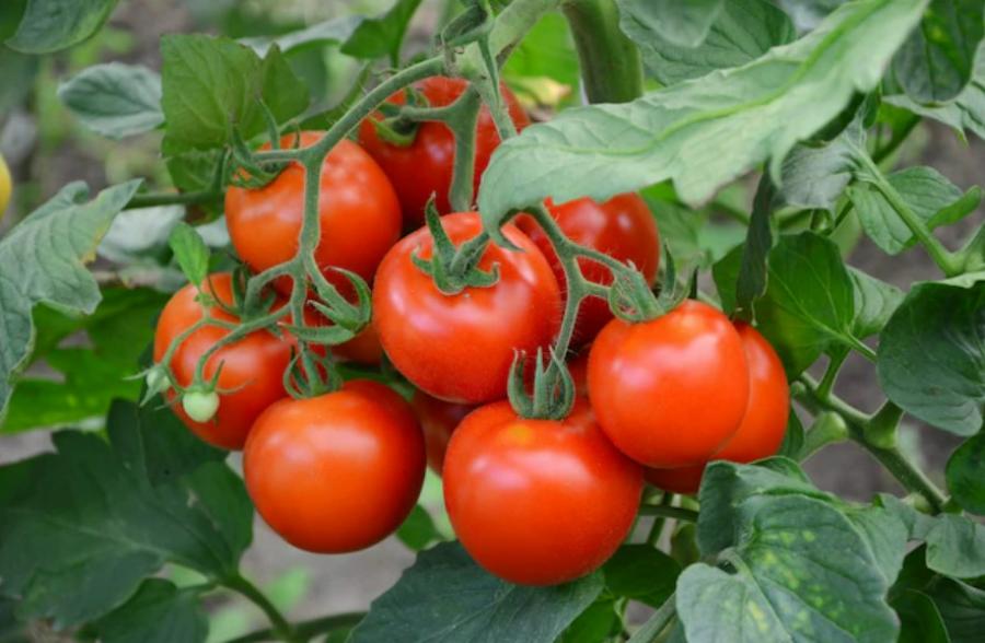 8 «золотых» правил выращивания томатов: соблюдайте их, и получите 3-5 килограммов томатов с одного куста