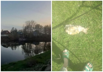 Рыба продолжает гибнуть: на озере «Утиное гнездо» начали уборку – чем недовольны жители?