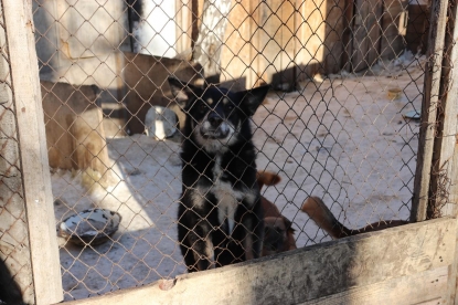 Лохматый Дозор: как выживают приюты для животных в Новосибирске