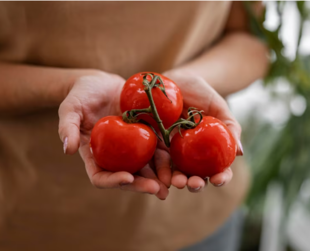 Больше никаких салатов: правда ли, что помидоры опасны для суставов?