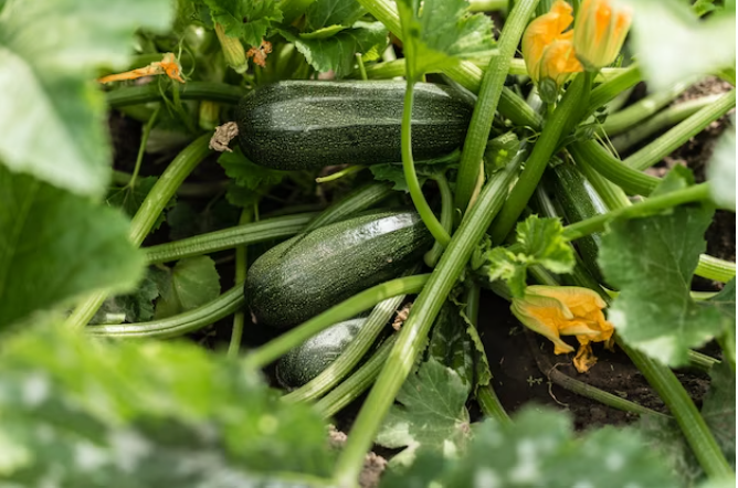 Урожай всем на зависть: чем подкормить кабачки и тыкву летом?