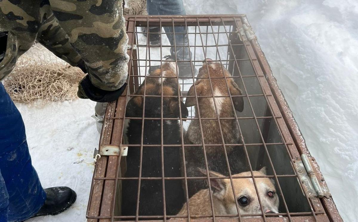 Хозяйку собачьего «концлагеря» будут судить за издевательство над животными и нападение на полицию