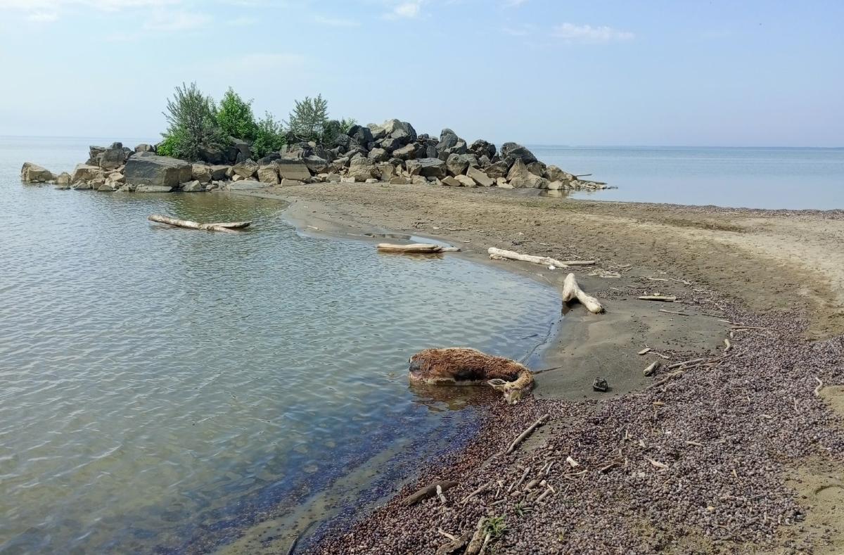 «Как будто бревно лежит»: труп косули прибило к берегу под Новосибирском